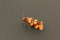 Aethes tesserana