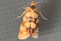Aethes tesserana