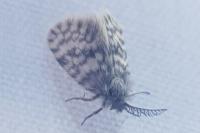 Whittleia retiella