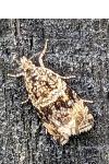 Celypha lacunana