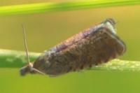 Dichrorampha