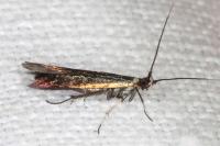 Coleophora trifolii