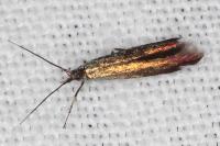 Coleophora trifolii