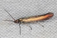 Coleophora trifolii