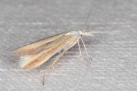 Coleophora valesianella