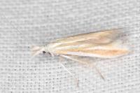 Coleophora valesianella