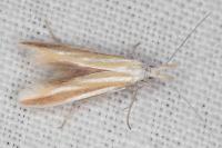 Coleophora valesianella