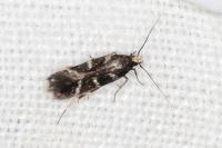 Oxypteryx mirusella