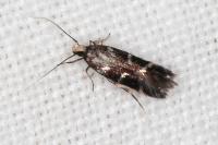 Oxypteryx mirusella