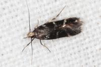 Oxypteryx mirusella