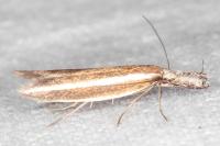 Pleurota aristella