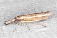 Pleurota aristella