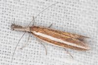 Pleurota aristella