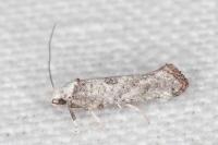 Paraswammerdamia albicapitella