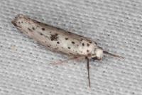 Yponomeuta plumbella