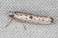 Yponomeuta plumbella
