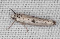 Yponomeuta plumbella