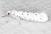 Yponomeuta