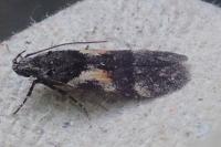 Teleiodes luculella