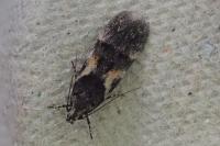 Teleiodes luculella