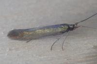 Coleophora