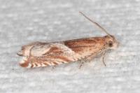 Ancylis comptana