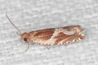 Ancylis comptana