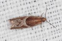 Ancylis comptana