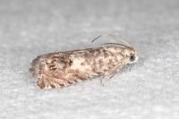 Cydia ilipulana
