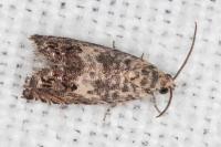 Cydia ilipulana