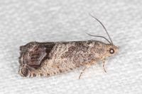 Cydia splendana