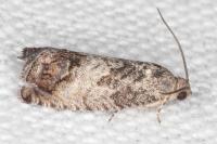 Cydia splendana