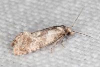 Cochylidia heydeniana