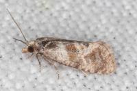 Cochylidia heydeniana