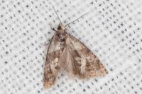 Cochylidia heydeniana