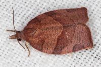 Pandemis heparana
