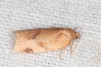 Paramesia gnomana