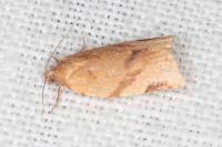 Paramesia gnomana