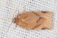 Paramesia gnomana