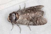 Cossus cossus