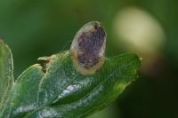 Stigmella paradoxa