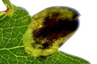 Stigmella paradoxa
