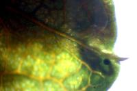 Stigmella paradoxa