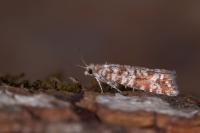 Rhyacionia miniatana