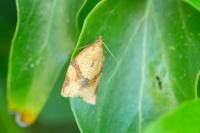 Clepsis consimilana