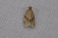 Clepsis consimilana