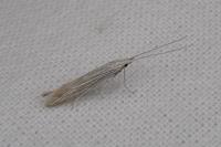 Coleophora