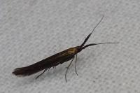 Coleophora
