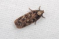 Depressaria