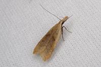 Dichomeris derasella
